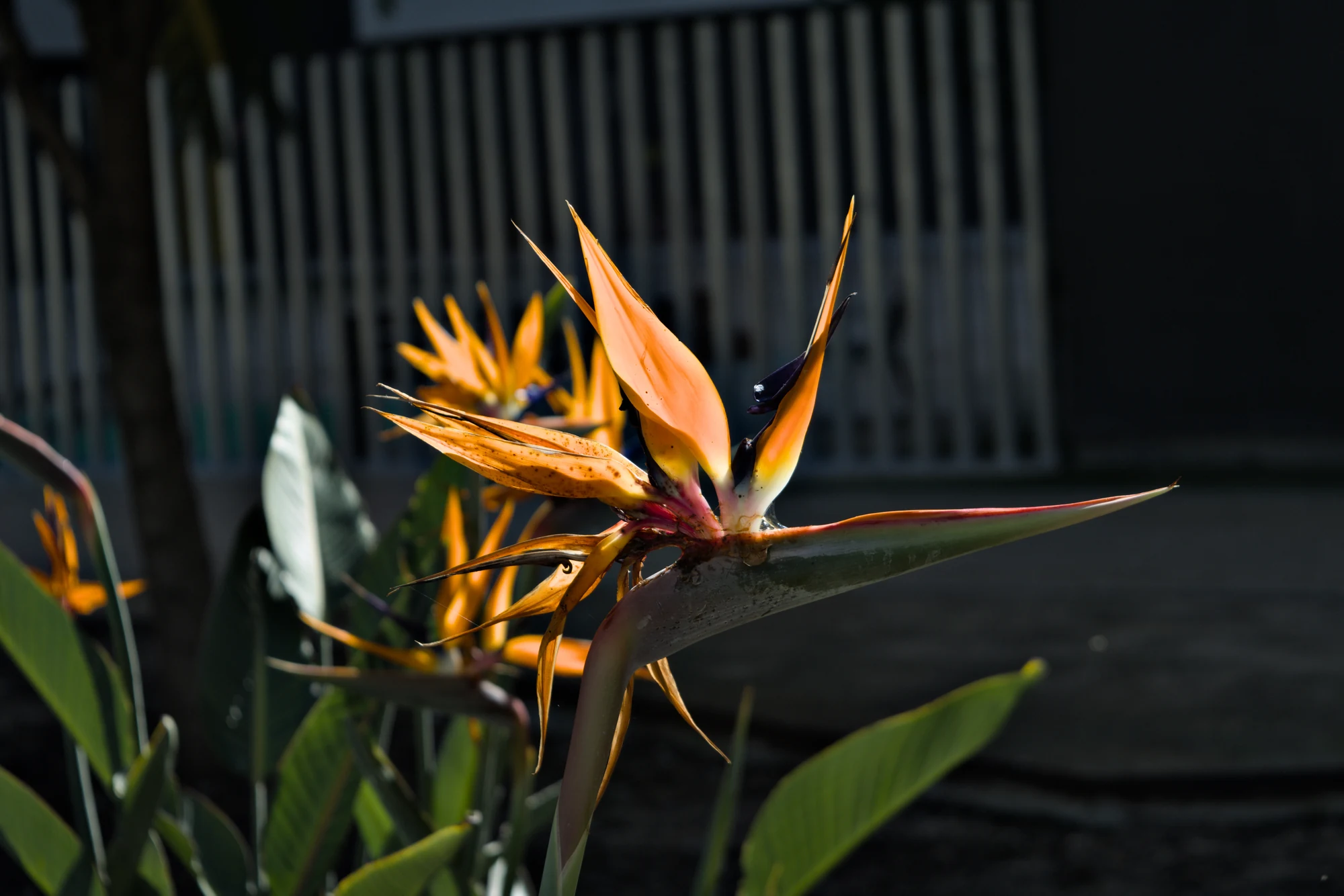 Industar-50-2 50mm f3.5 (M42) - _I4A2455.webp